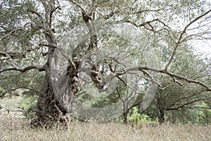 Old olive tree