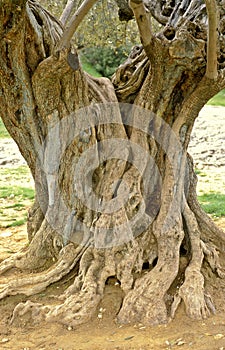 Old olive tree in France