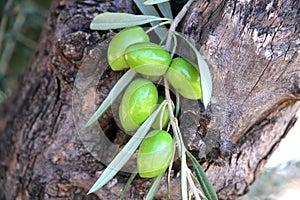 An old olive tree with fruits