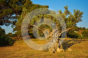 Old Olive Tree