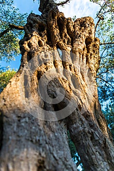 Old olive tree , greece