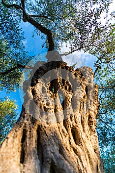 Old olive tree , greece