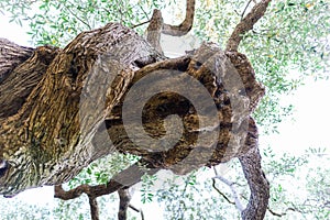 Old olive tree , greece