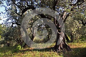 Old Olive Tree grove