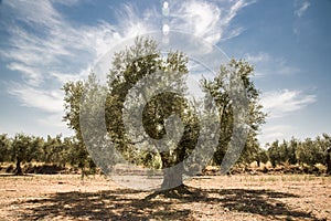 Old olive tree of mediterranean climates in south of spain