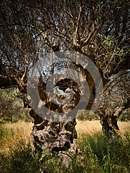 Old olive tree