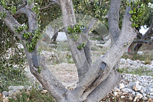 Olive tree in garden