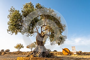 An old olive tree next to the Concordia Temple in Agrigento, Sicily