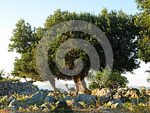 Old olive tree on Pag island