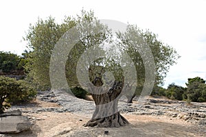 Old olive tree