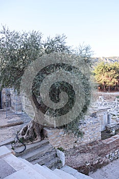 Old olive tree on the ruins of ancient Ephesus in Turkey