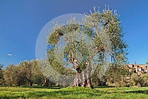 Old olive tree in Seggiano, Grosseto, Tuscany, Italy photo