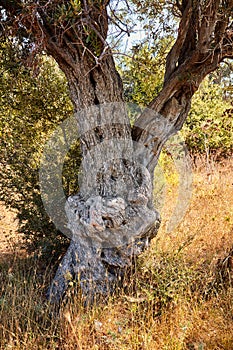 Old olive tree