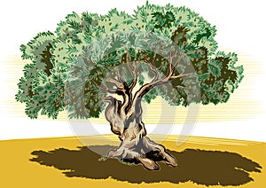 Old olive tree and tortuous.