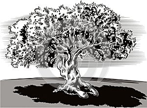 Old olive tree and tortuous.