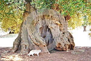 Old olive tree, trunk