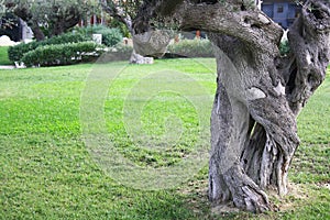 Old olive tree trunk