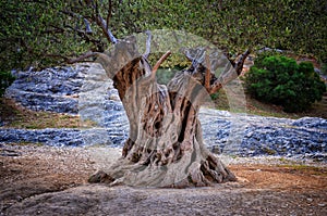 Old olive tree trunk, roots and branches