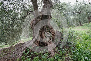 Old olive tree