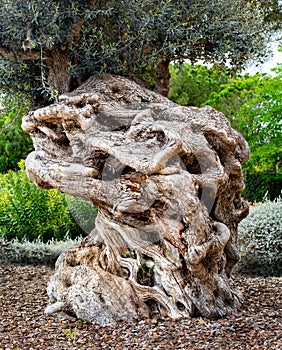 Old olive tree trunk