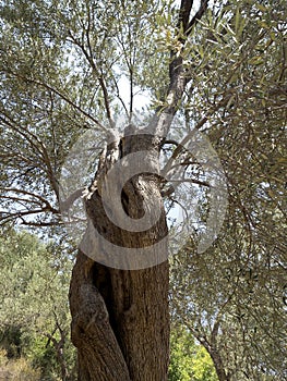 Old olive tree