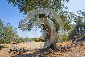 Old Olive tree