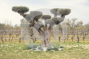 The old olive tree was pruned decoratively and added visual aesthetics