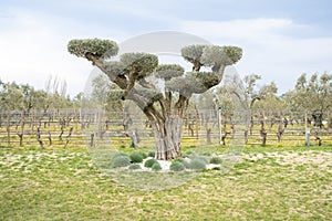 The old olive tree was pruned decoratively and added visual aesthetics