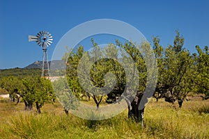Old olive tree and wind mill
