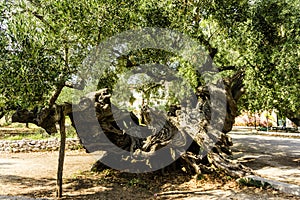Old olive tree