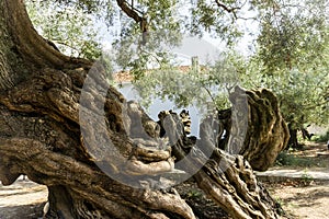 Old olive tree