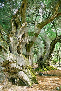 Old Olive Trees