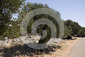Old olive trees