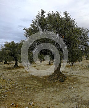 Old olive trees in arid lands