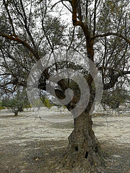 Old olive trees in arid lands