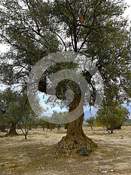 Old olive trees in arid lands