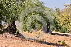 Olive trees in autumn photo