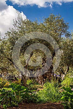 Old olive trees in the garden of Gethsemane