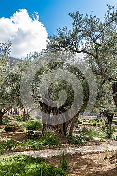 Old olive trees in the garden of Gethsemane