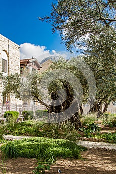 Old olive trees in the garden of Gethsemane