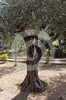 Old olive trees with in the Gethsemane Garden in Jerusalem, Israel