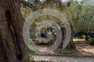 Old olive trees with in the Gethsemane Garden in Jerusalem, Israel