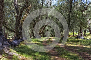 Old olive trees in Greece