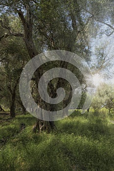 Old olive trees in Greece