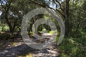 Old olive trees in Greece