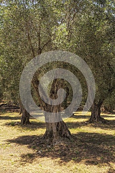 Old olive trees in Greece