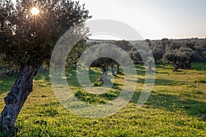 Old olive trees grove in bright morning sunlight Alentejo Landscape