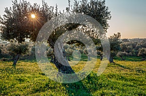 Old olive trees grove in bright morning sunlight Alentejo Landscape