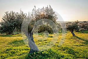 Old olive trees grove in bright morning sunlight Alentejo Landscape