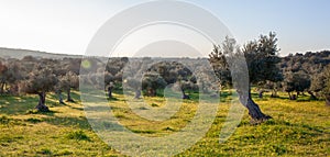 Old olive trees grove in bright morning sunlight Alentejo Landscape